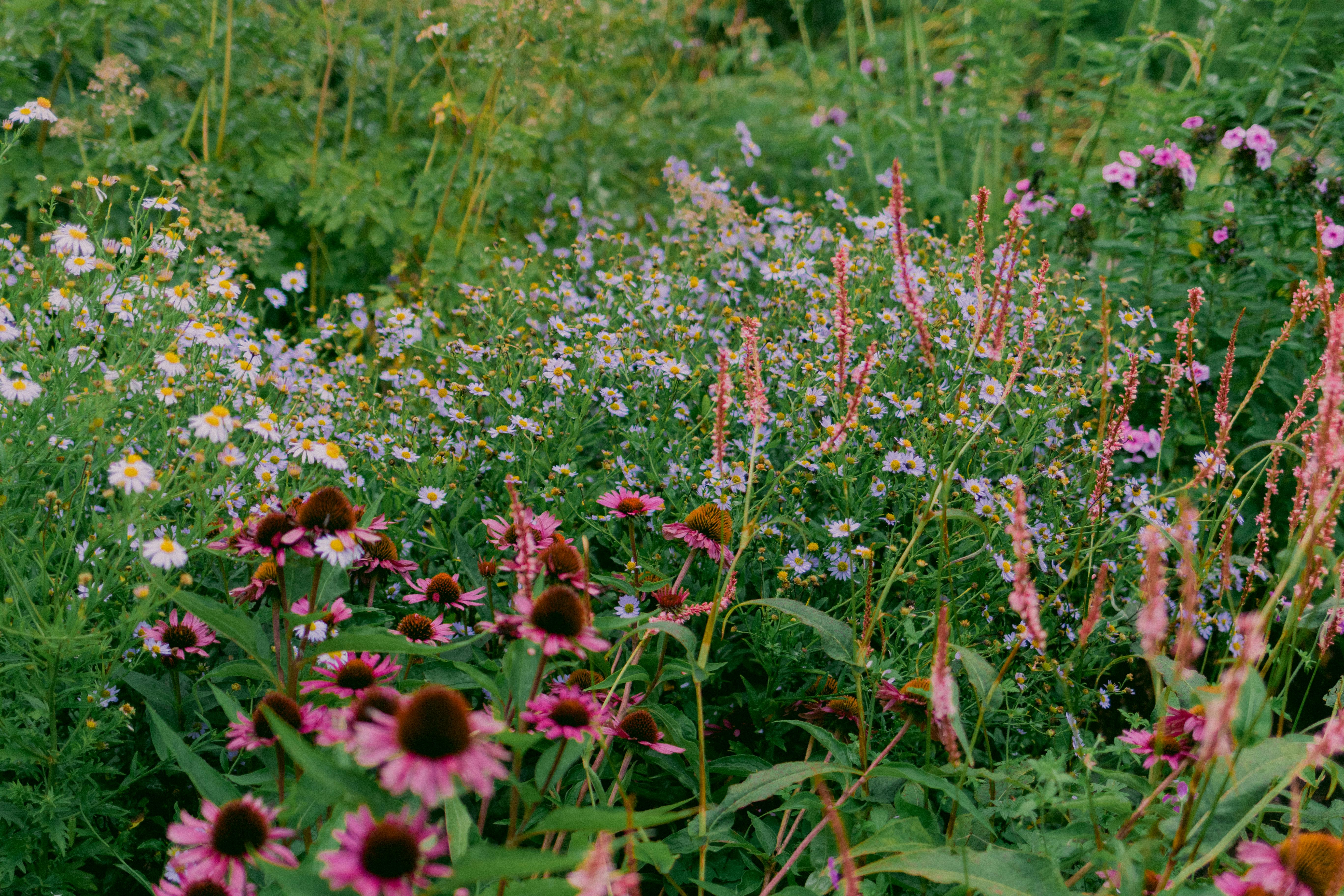 Chaos Gardening: A Laid-Back Way to Garden — Photo by Maria Tyutina on Pexels