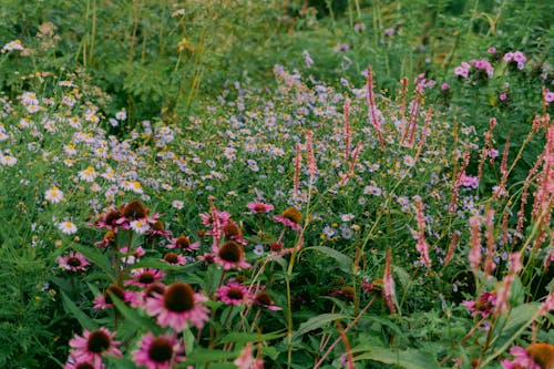 Fotos de stock gratuitas de camomila, flora, floreciente