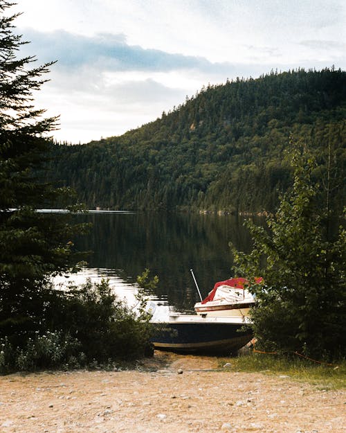 Foto d'estoc gratuïta de amarrat, arbres, barques