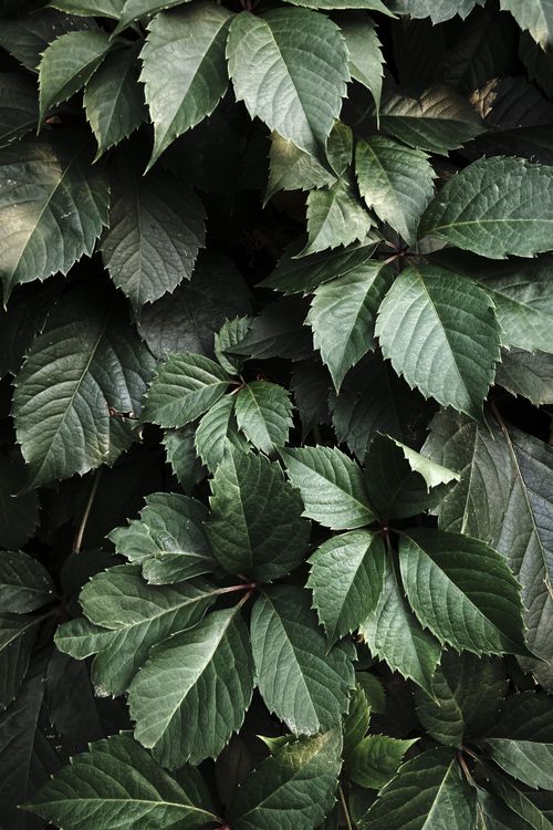 Free Vibrant green foliage showcasing detailed leaf textures in a natural setting. Stock Photo
