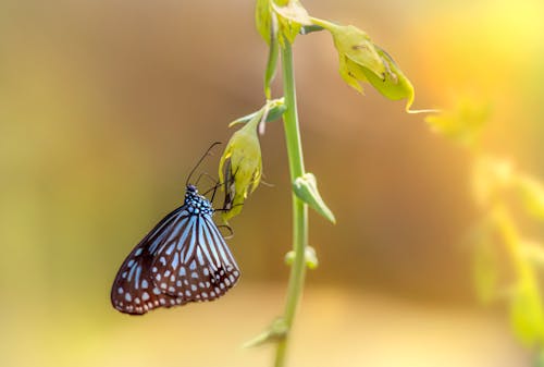 A Butterfly on a Plant 