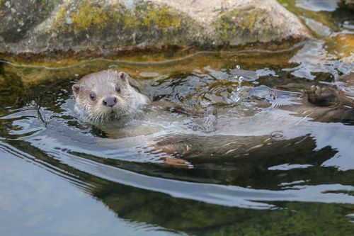 Free A European otter playfully swims in a clear water stream surrounded by rocks. Stock Photo