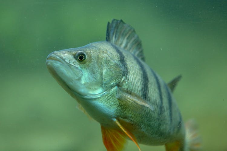 Fish With Gray Stripes