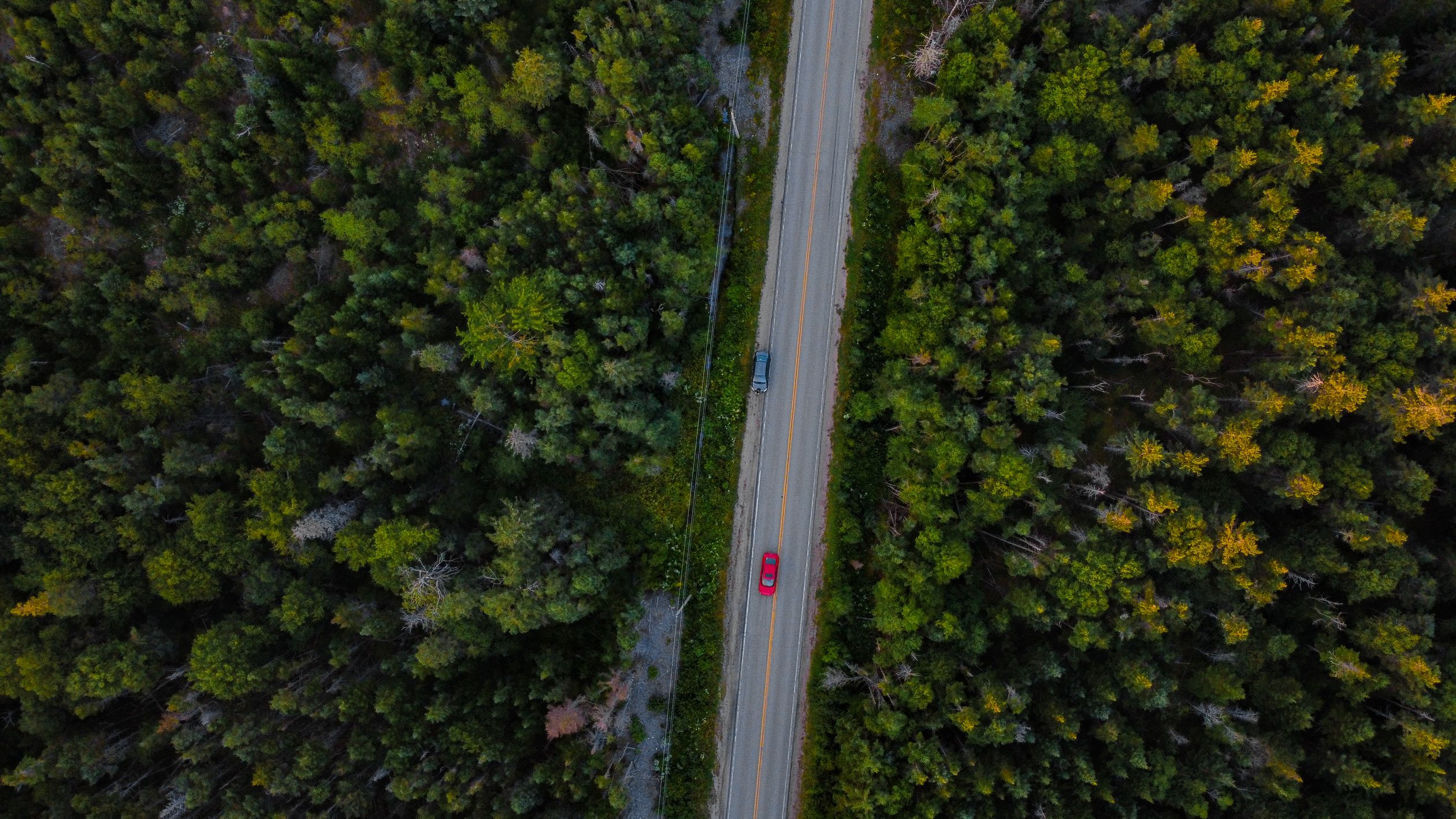 A Road Surrounded by Trees · Free Stock Photo