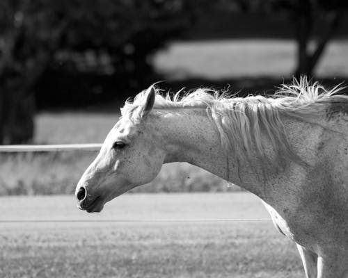 無料 グレースケール, 動物の写真, 白黒の無料の写真素材 写真素材