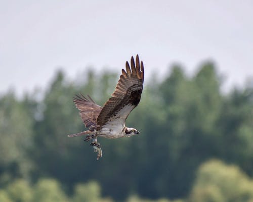 ミサゴ, 動物の写真, 木の無料の写真素材