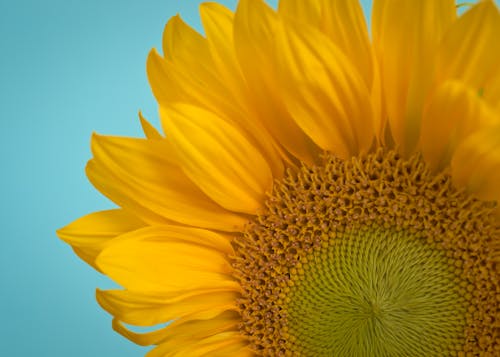 Ilmainen kuvapankkikuva tunnisteilla auringonkukka, keltainen, kukinta Kuvapankkikuva
