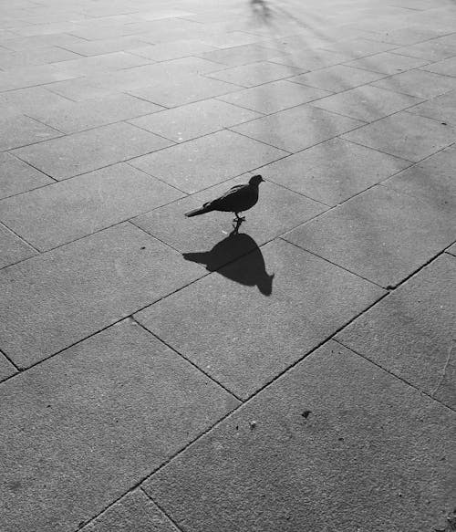 Free stock photo of bird, black and white, fly Stock Photo