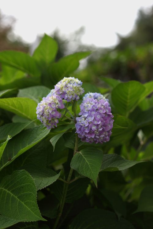 Free Close-up of vibrant purple hydrangea flowers with green leaves, ideal for floral-themed designs. Stock Photo