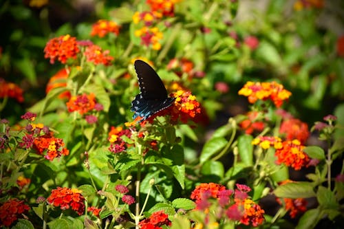 Free stock photo of black, blue, blue butterfly Stock Photo