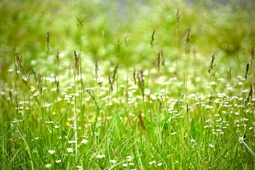 Free Shallow Focus of Green Grass Stock Photo