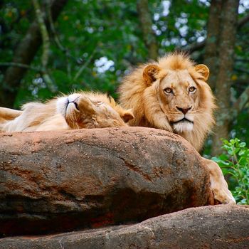 The Lion King: Hamlet