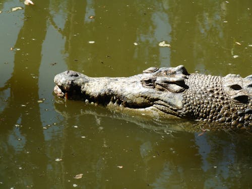 Kostnadsfri bild av Australien, croc, farlig