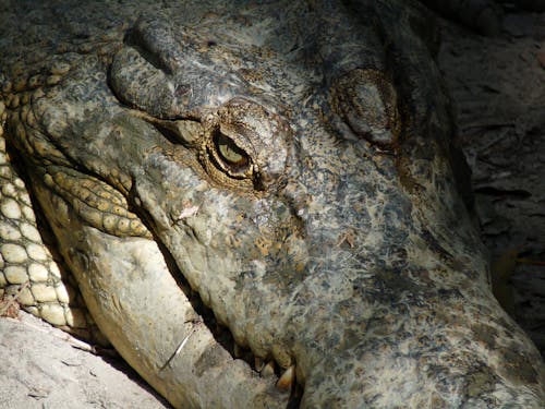 Close-Up Shot of a Crocodile 