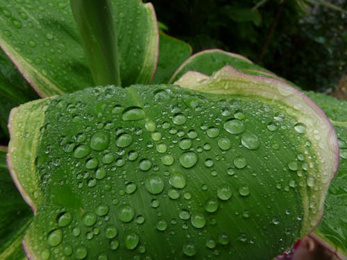 Free stock photo of green, plants, rain