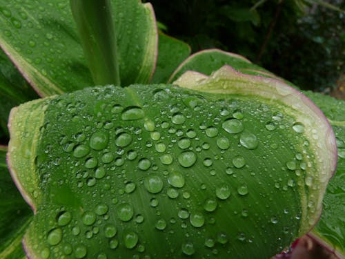 Kostnadsfri bild av anläggning, grön, regn