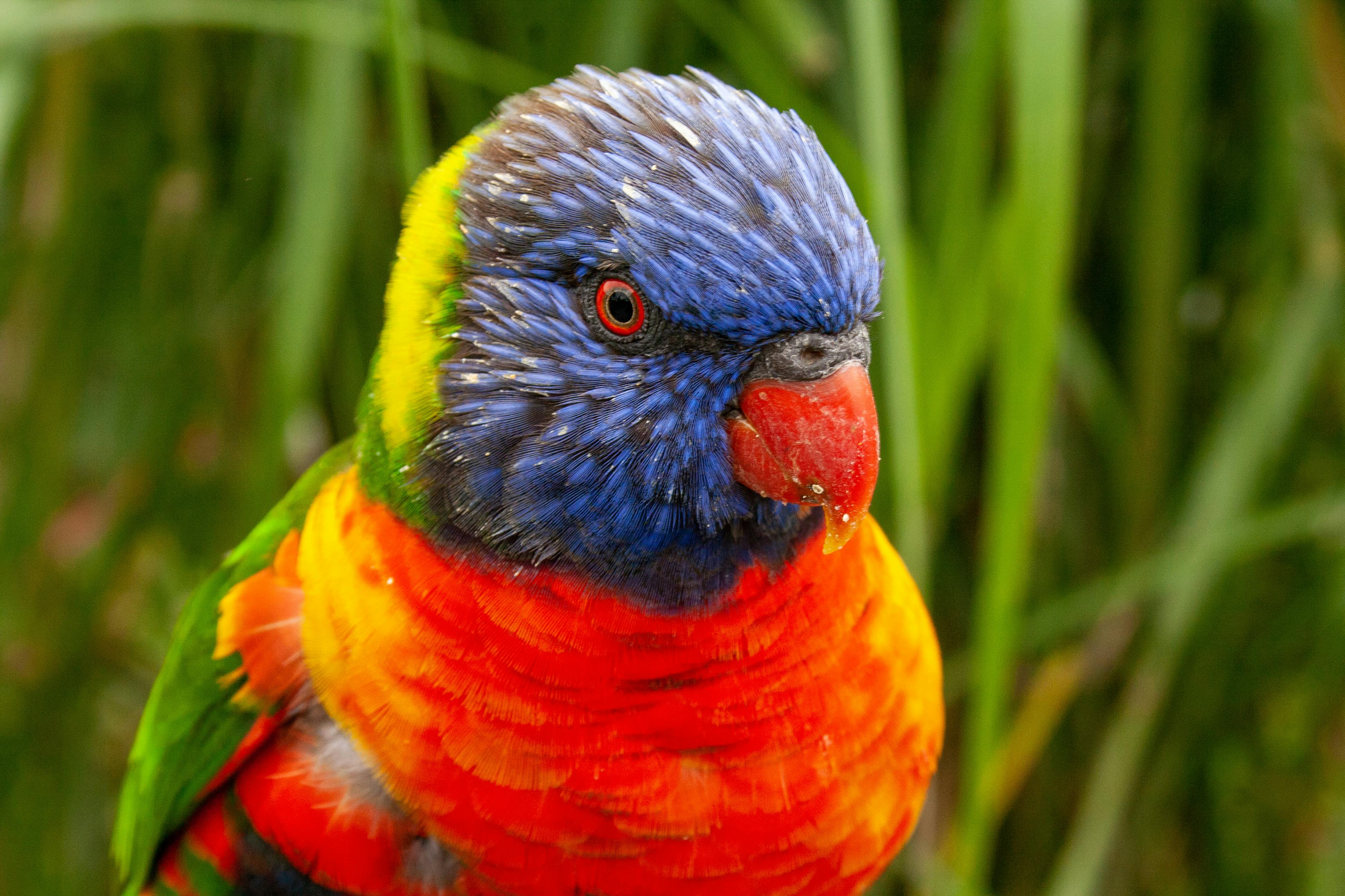 Close-up Photography of Green Parrot · Free Stock Photo