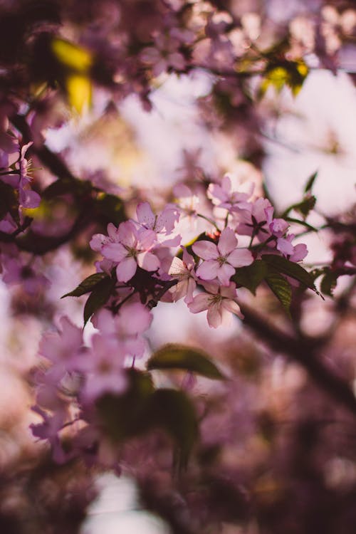 Безкоштовне стокове фото на тему «весна, гілки, заводи»