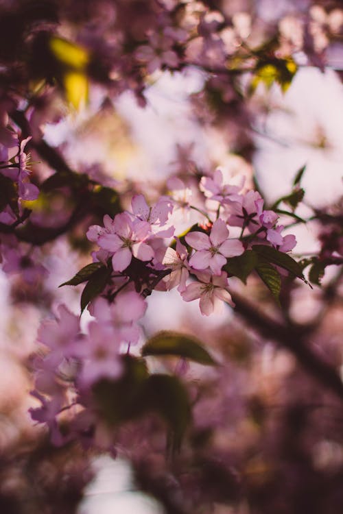 Fotografia Superficial De Flores Cor De Rosa E Brancas Durante O Dia