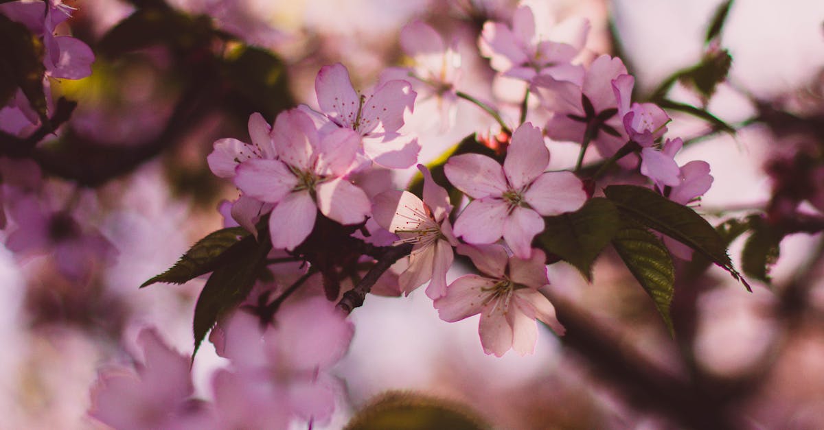 Shallow Photography of Pink and White Flowers during Daytime