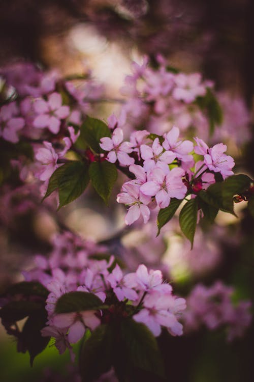 Селективный фокус фотографии розовых цветков сакуры