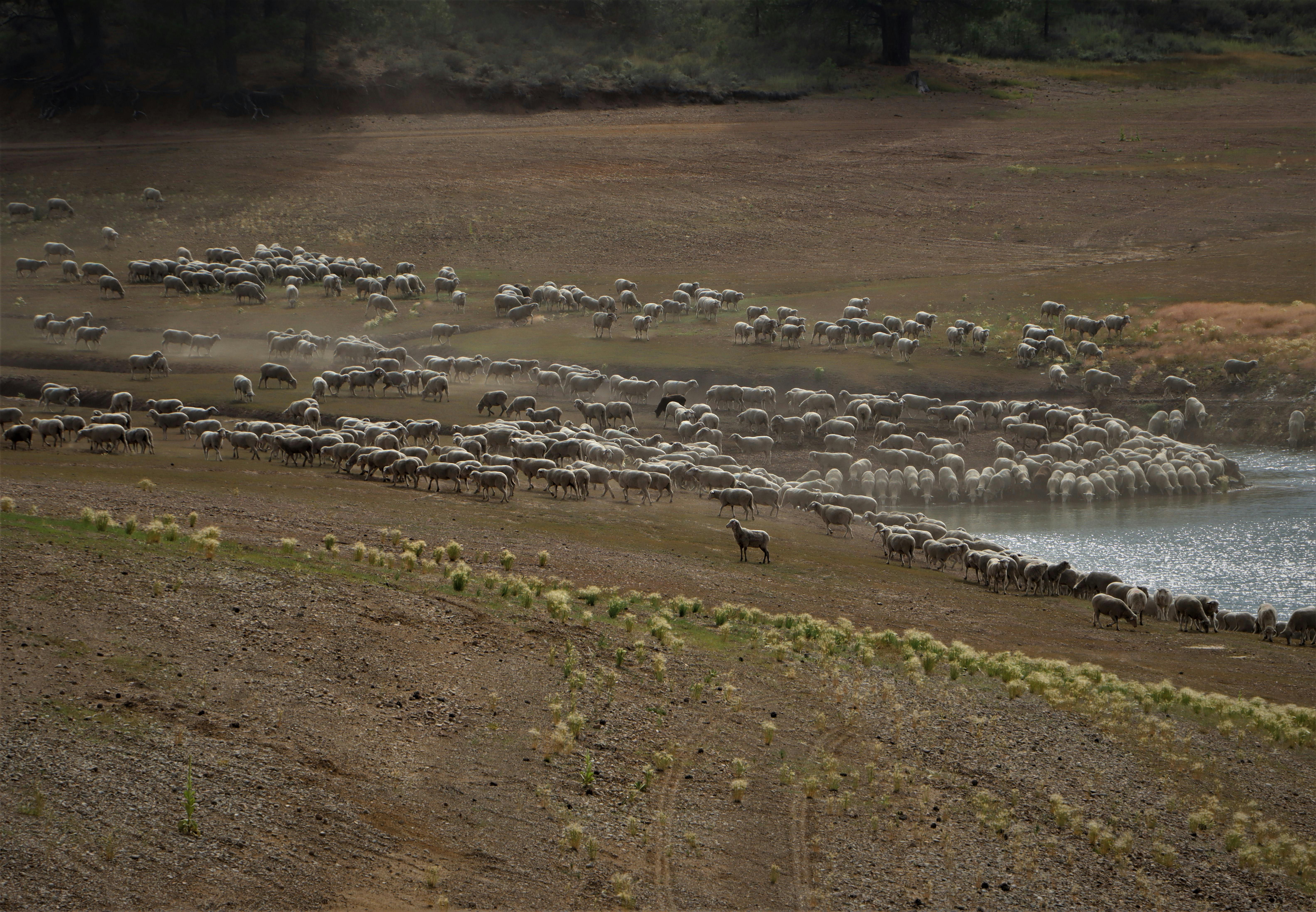 climate resilience drought mitigation — Photo by Thilani Ratheep on Pexels
