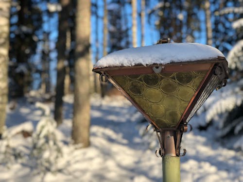 Ingyenes stockfotó erdő, fák, Finnország témában