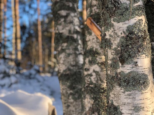 Photos gratuites de arbre, Finlande, forrest