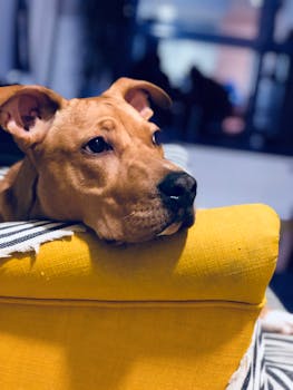 一只可爱的棕色狗，表情悲伤地躺在室内舒适的黄色沙发上