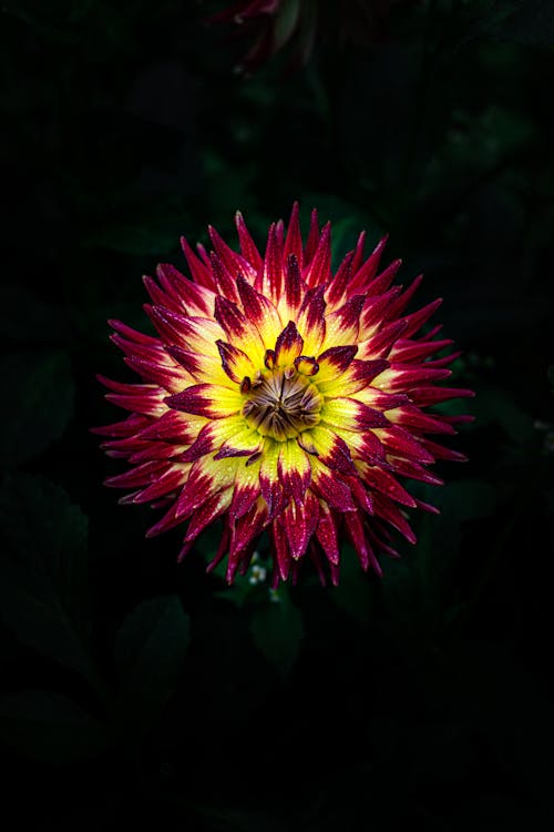 Free Close-Up Shot of a Blooming Dahlia Flower Stock Photo