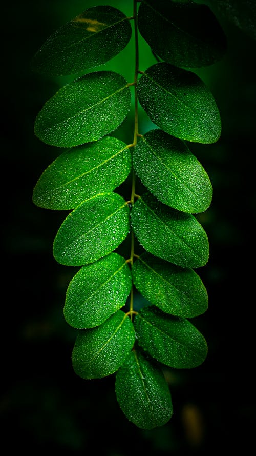 Symmetrical View of a Green Leaf against Dark Background