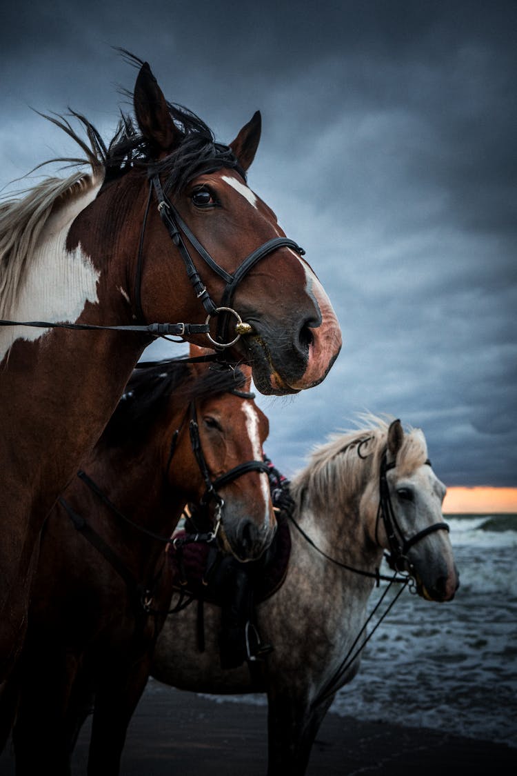 Majestic Horses On Beach