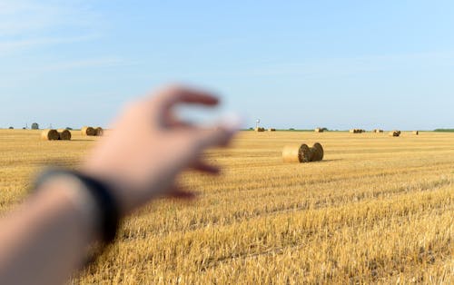 Imagine de stoc gratuită din agricultură, câmp, focalizare selectivă