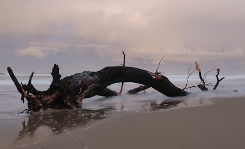 Brown Tree Log at Beach