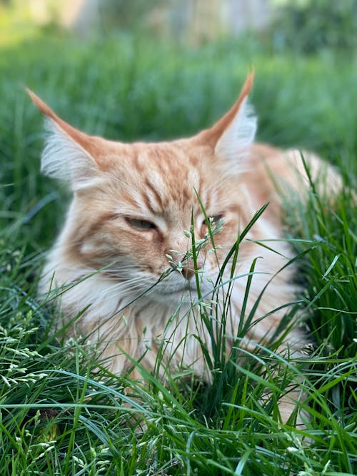 Free stock photo of big cat, blades of grass, cat eyes