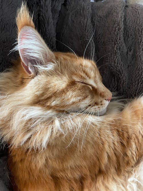 Free stock photo of cat, ears, ginger cat