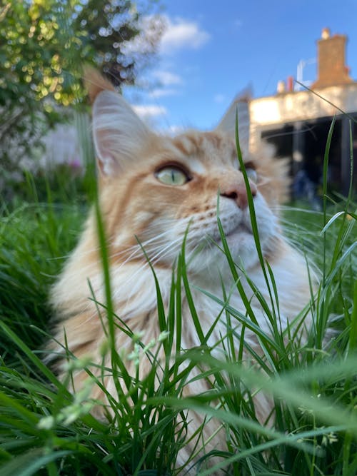 Free stock photo of big cat, blades of grass, cat eyes