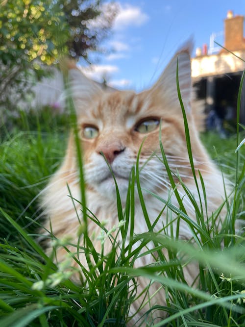 Free stock photo of big cat, blades of grass, cat eyes