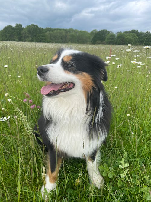 Free stock photo of dog, flower meadow