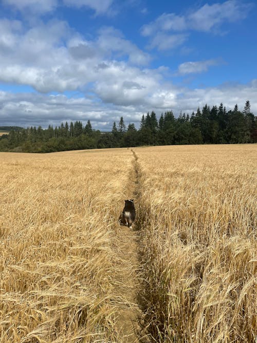Ảnh lưu trữ miễn phí về cánh đồng lúa mì, cây xanh, con chó dễ thương