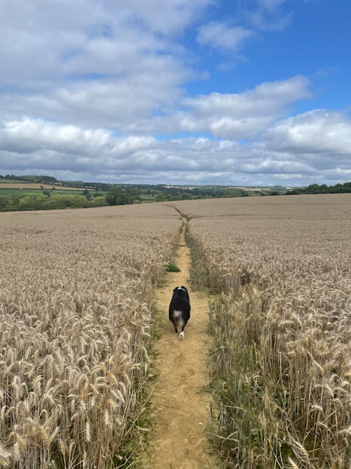 Free stock photo of dog, wheat field