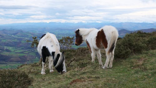 Gypsy Horses in the Mountain