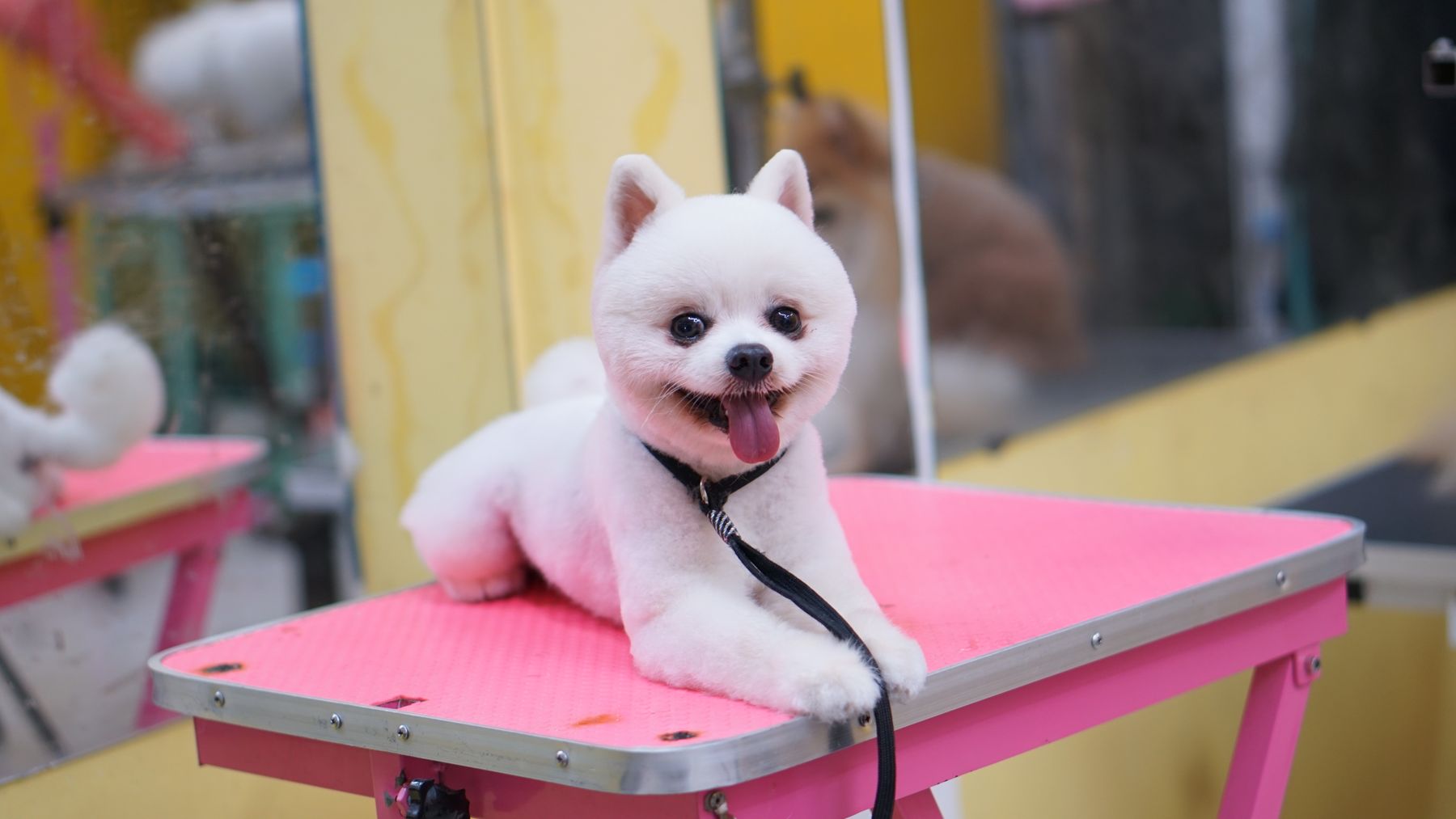Freshly groomed white Pomeranian smiling after a salon visit