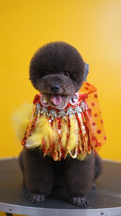 Free Black Poodle Wearing Costume with Feathers Stock Photo