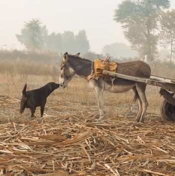 Black Horse and Brown Horse on Brown Hay