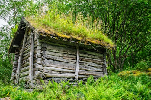 Free stock photo of cabin, nature