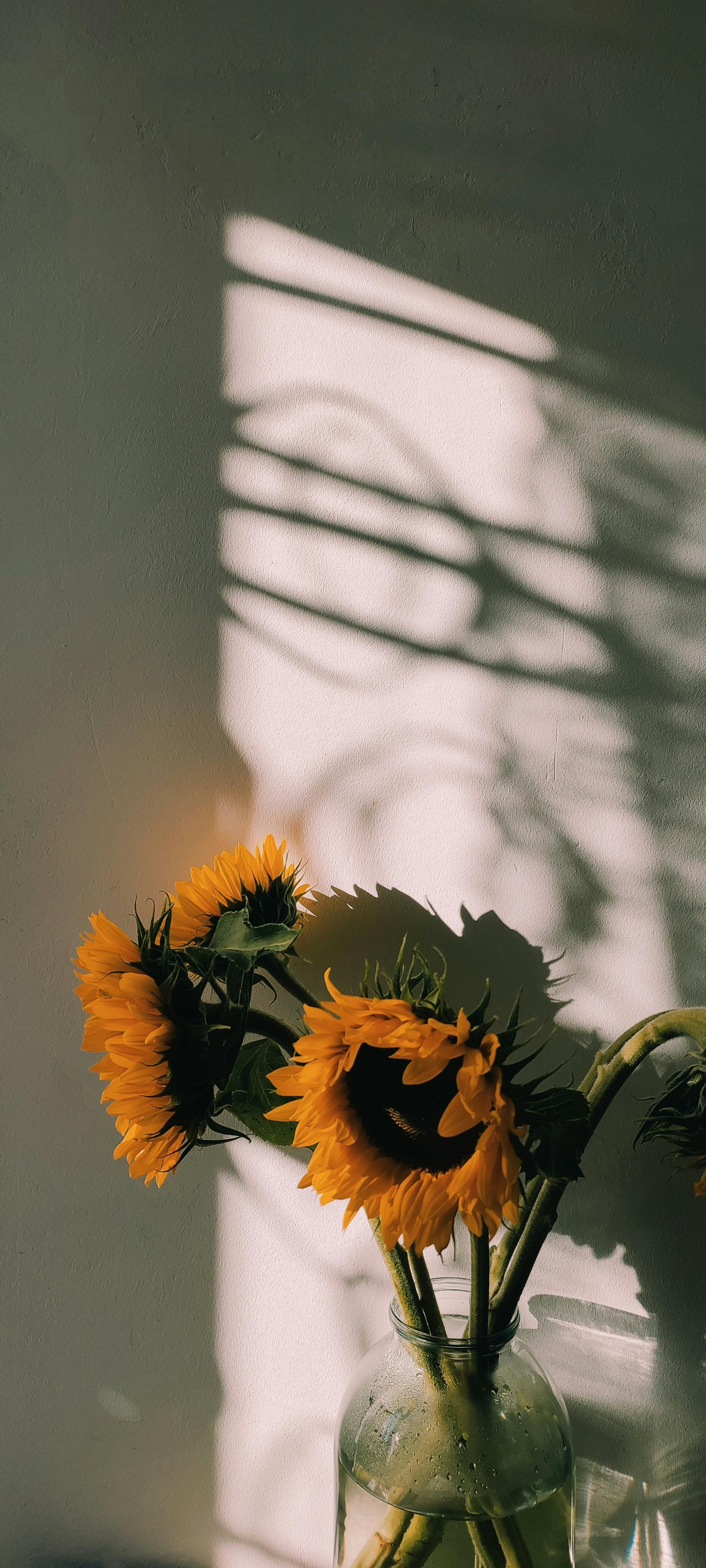 Bright sunflowers in a vase casting shadows, lit by warm sunlight.