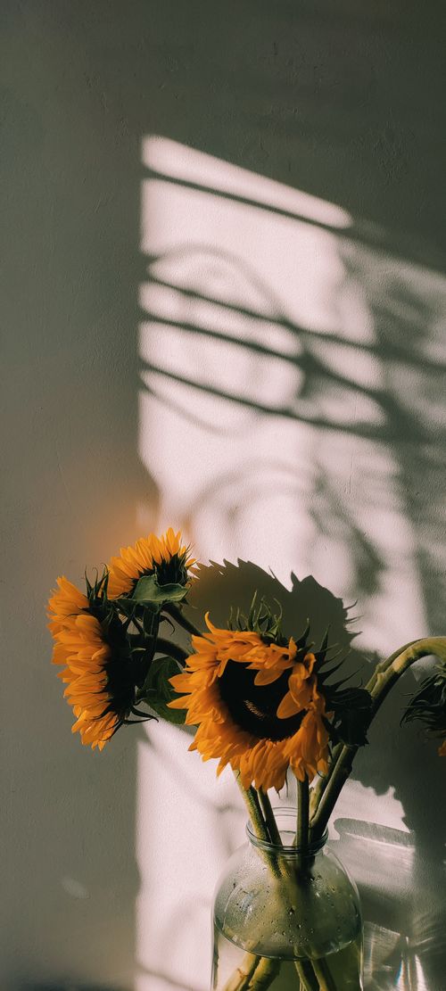 Free Bright sunflowers in a vase casting shadows, lit by warm sunlight. Stock Photo