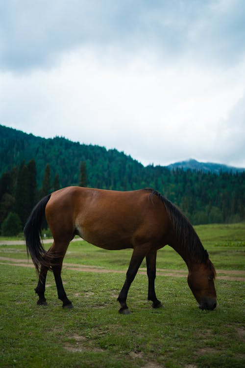 Δωρεάν στοκ φωτογραφιών με άλογο, βοσκοτόπι, γρασίδι