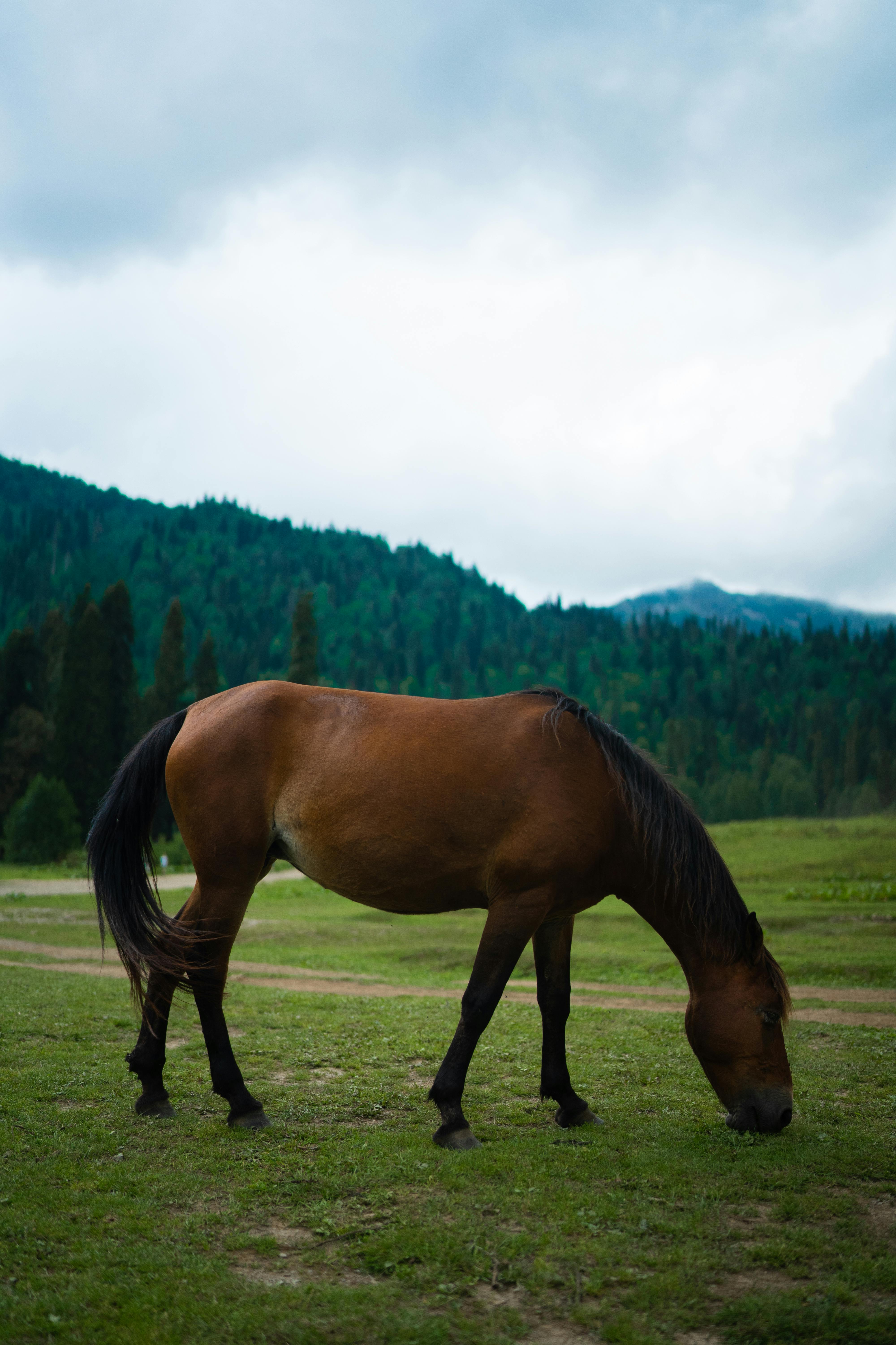 beautiful dark brown horse